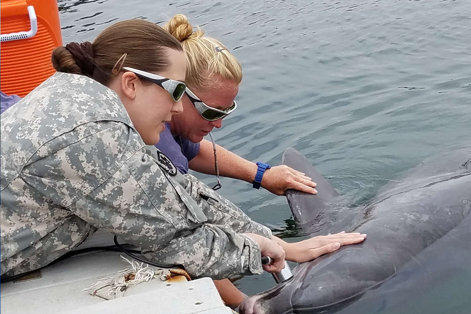 one person performs laser therapy on a dolphin while another helps keep the animal still